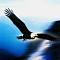 Eagle's Avatar